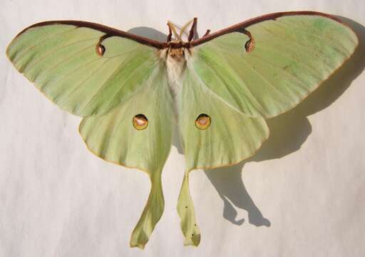 Image of Luna Moth