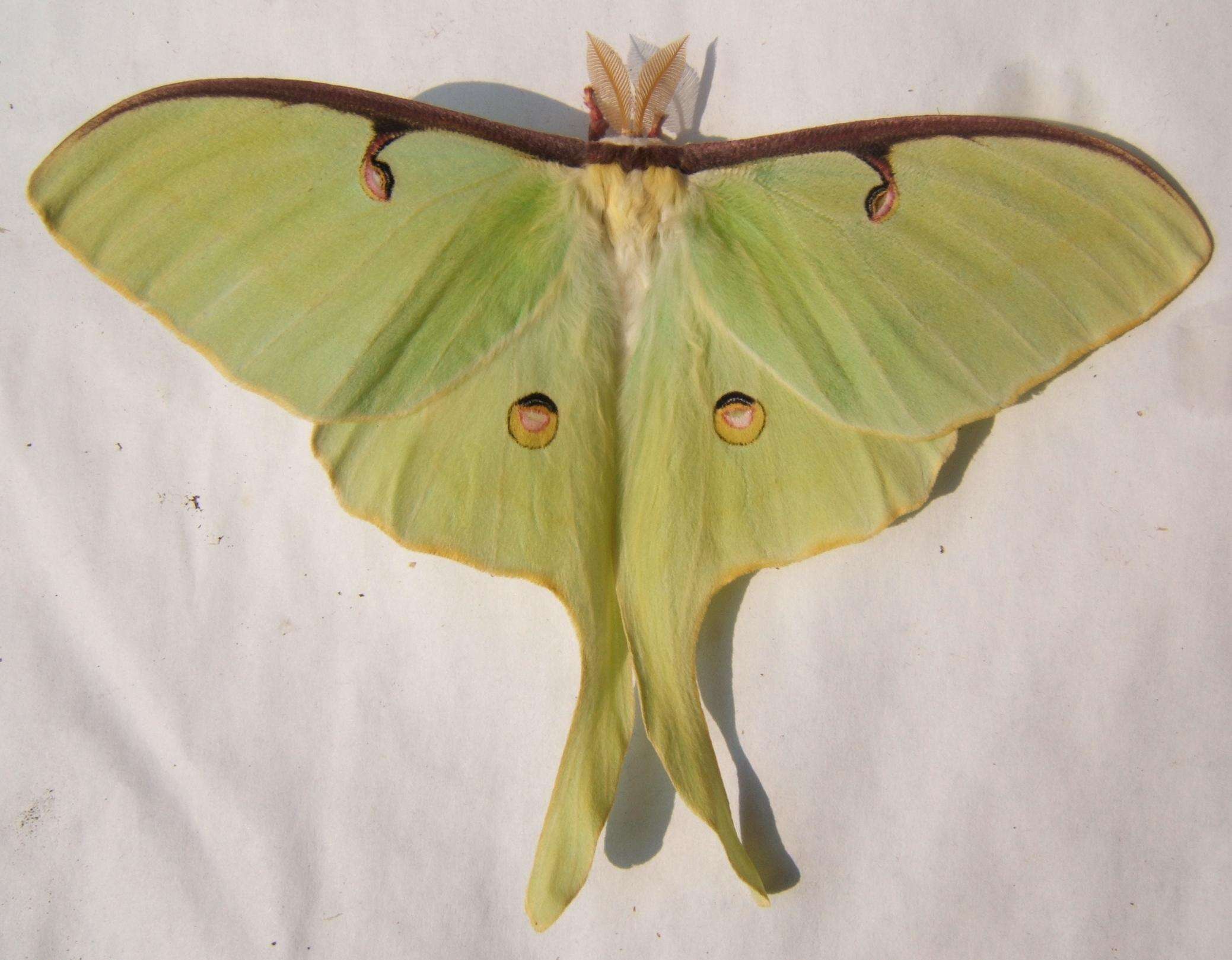 Image of Luna Moth