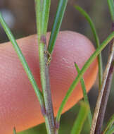 Image of Heliophila subulata Burch. ex DC.