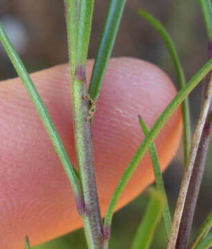 Image of Heliophila subulata Burch. ex DC.