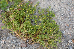 Image of seaside sandplant