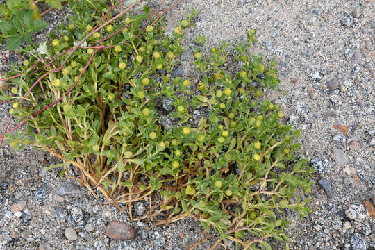 Image of seaside sandplant