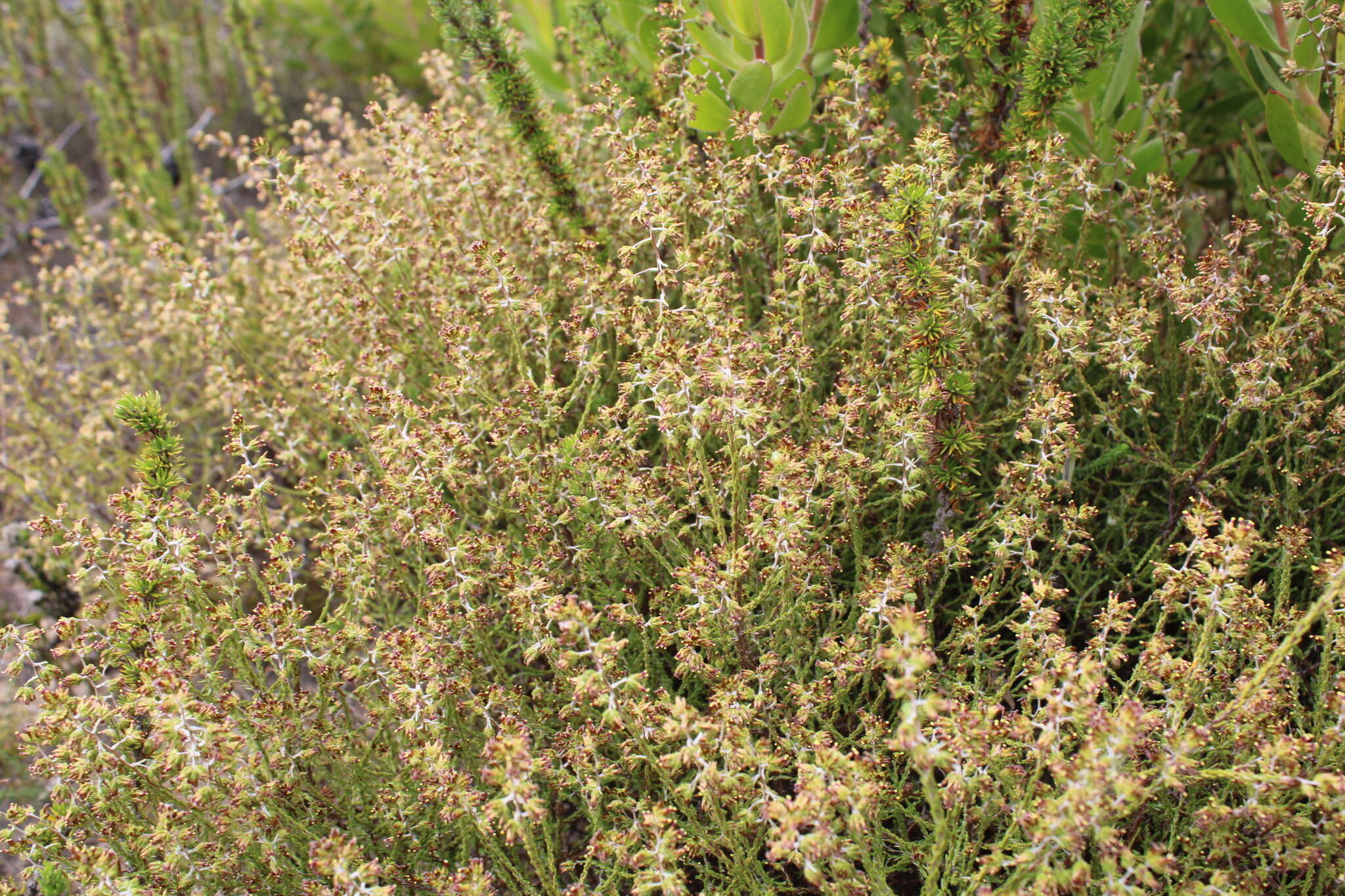 Imagem de Elytropappus gnaphaloides (L. fil.) Levyns