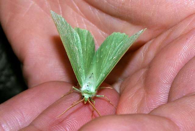 Imagem de Geometra papilionaria Linnaeus 1758