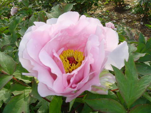 Image of moutan peony