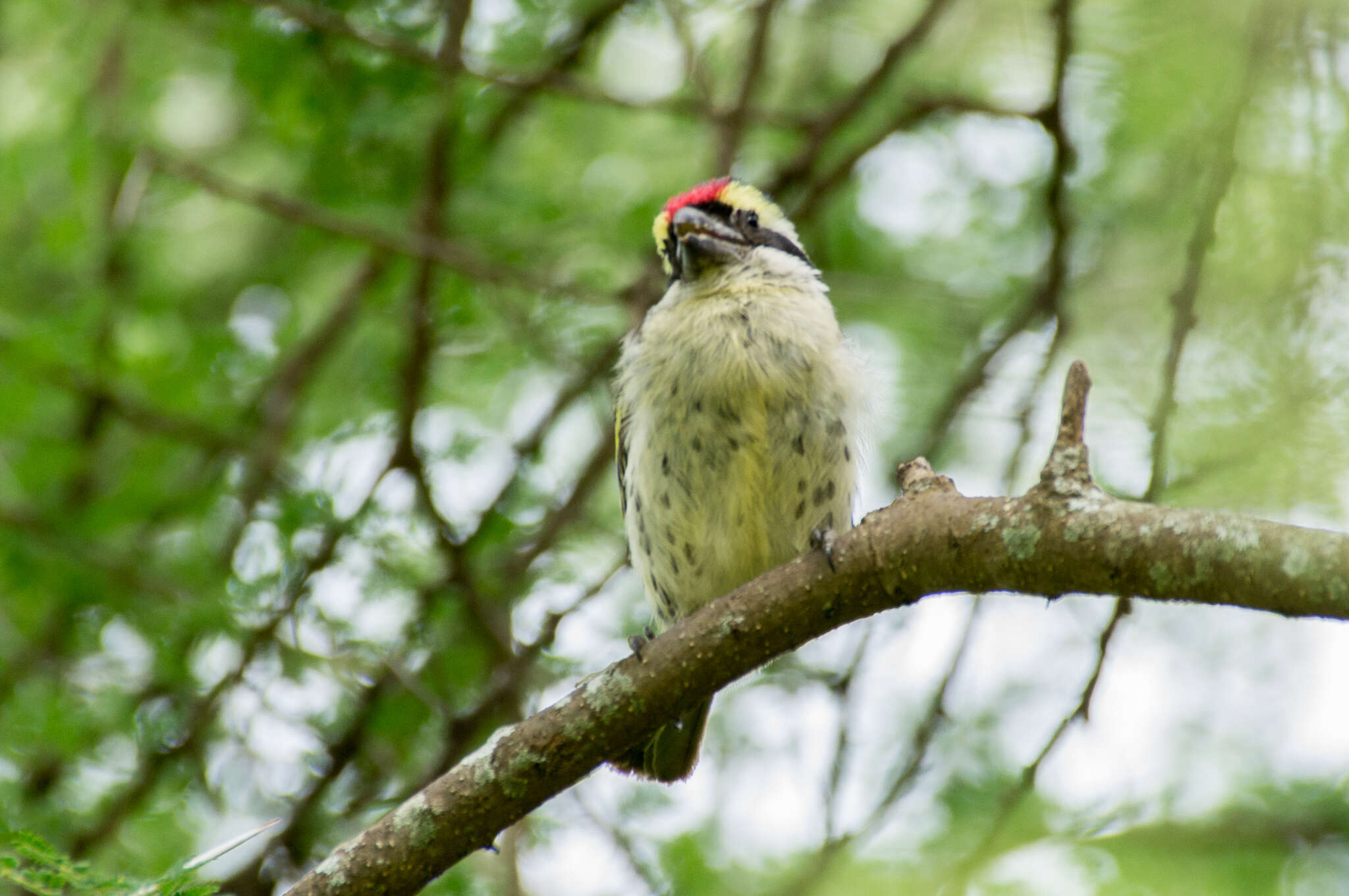 Image of Red-fronted Barbet