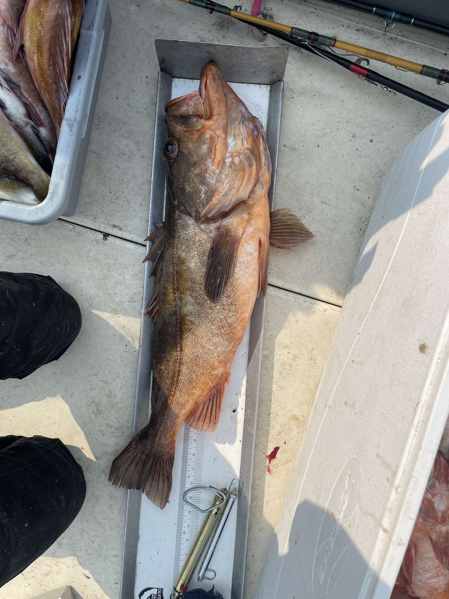 Image of Bocaccio rockfish