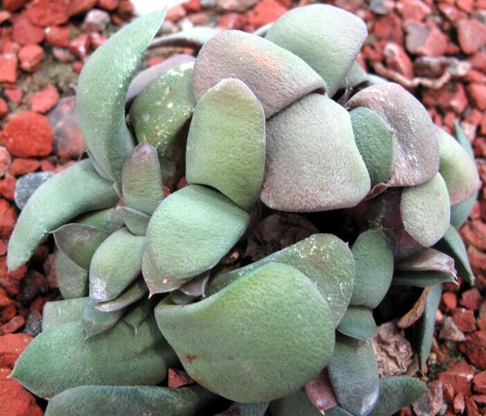 Image of Gasteria glomerata van Jaarsv.