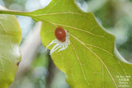 Image of Novius rufopilosus (Mulsant) Mulsant 1850