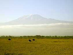 Image of Masai ostrich