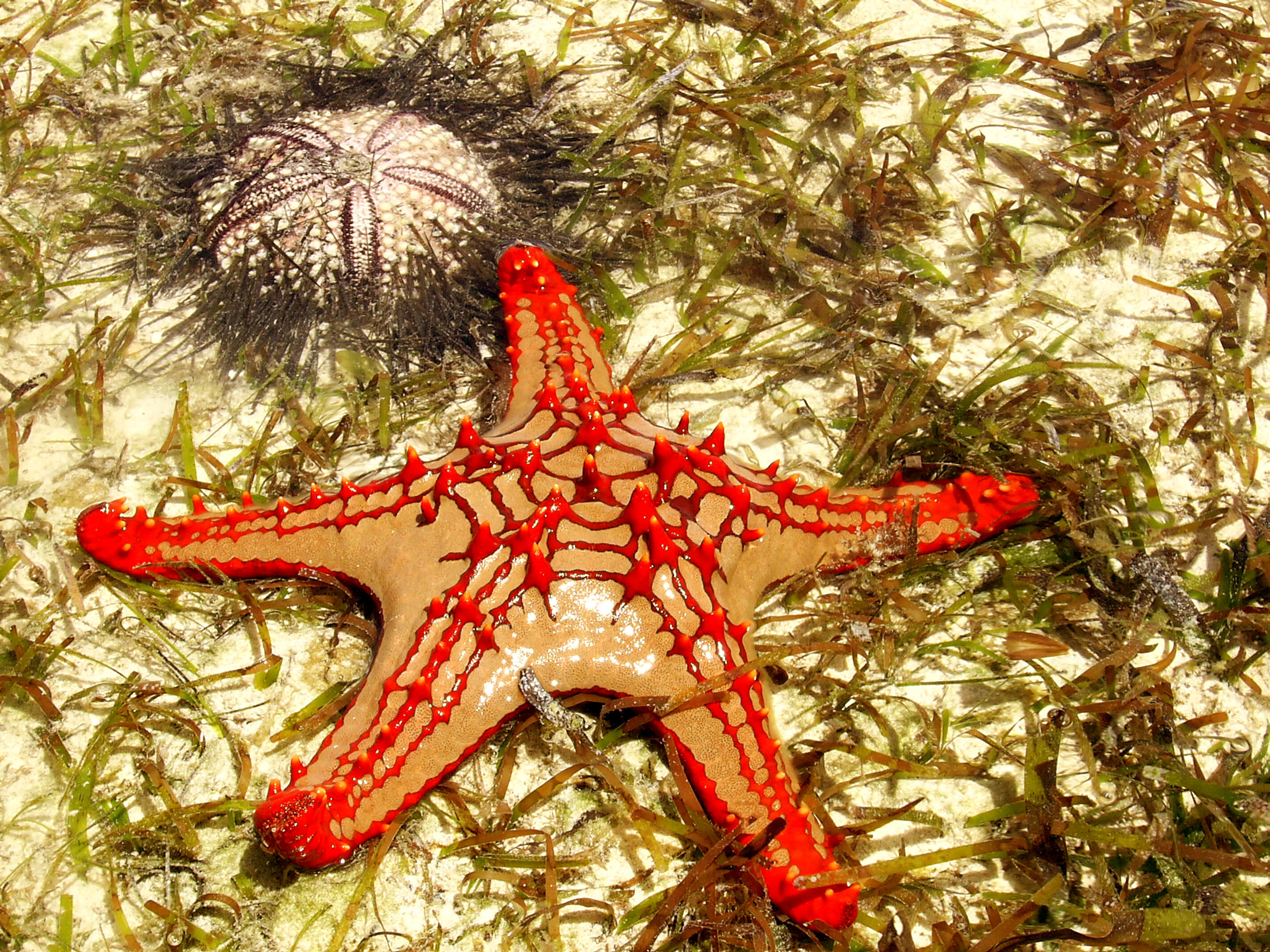 Image of African red knob sea star