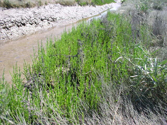 Image of glasswort