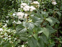 Image of sticky snakeroot