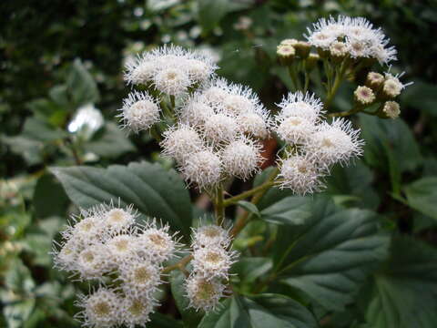 صورة Ageratina adenophora (Spreng.) R. King & H. Rob.