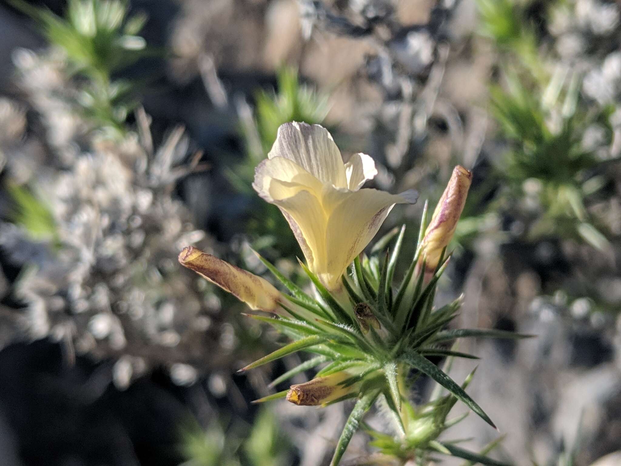 Image of Linanthus pungens subsp. pungens