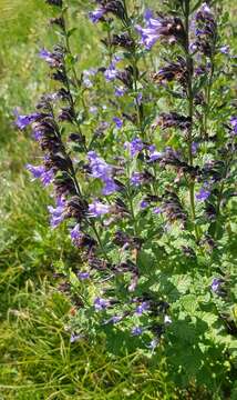 Image of Lophanthus chinensis Benth.