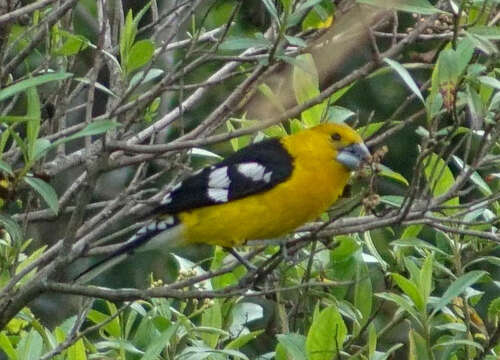 Image of Golden Grosbeak