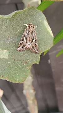 Image of Caribbean Armyworm Moth