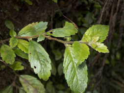 Image of Fieldia australis A. Cunn.