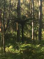 Image of Rough Tree Fern