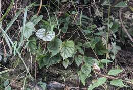 Image of Begonia austrotaiwanensis Y. K. Chen & C. I. Peng