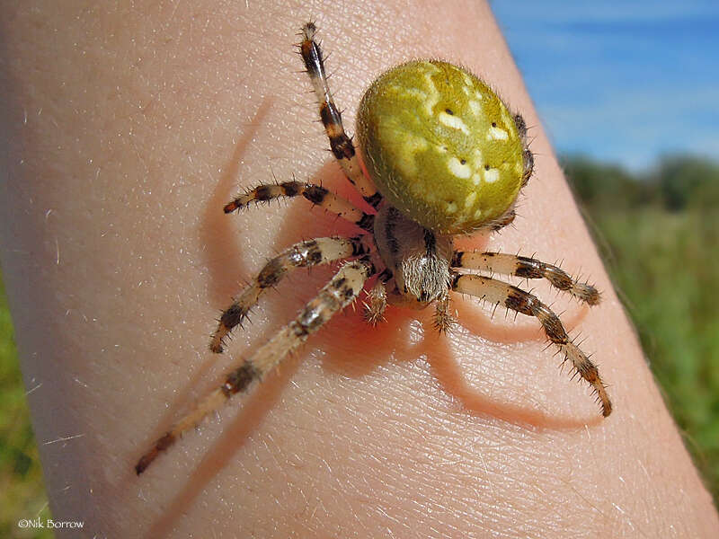 Image of Araneus quadratus Clerck 1757