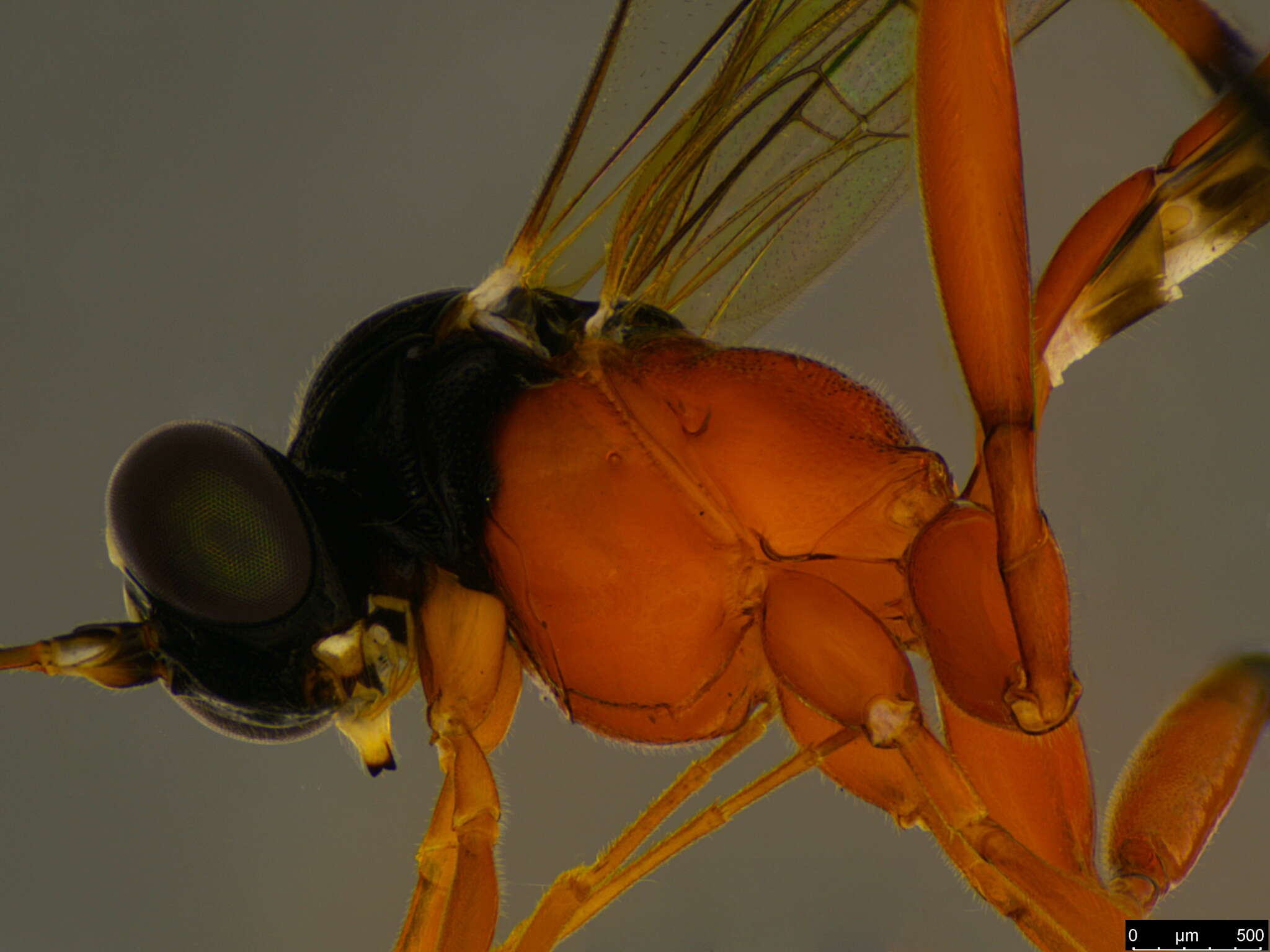 Imagem de Leptobatopsis mesominiata Chandra 1976