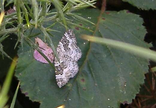 Image of common carpet