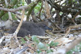 Image of Christmas Shearwater