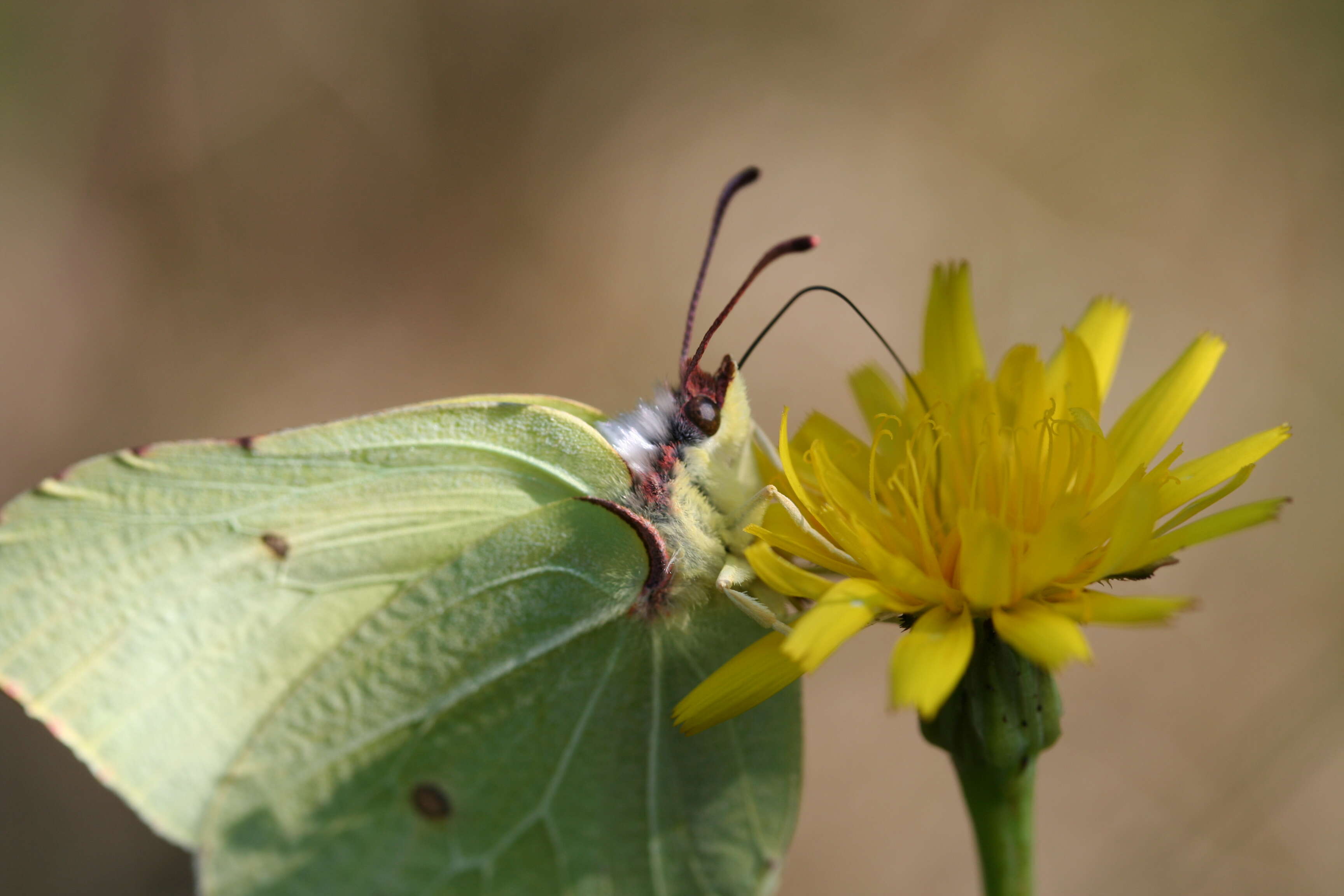 Imagem de Gonepteryx rhamni (Linnaeus 1758)