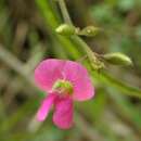 Слика од Tephrosia rhodesica Baker fil.