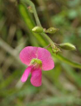 Tephrosia rhodesica Baker fil.的圖片