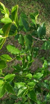 Image of wild crapemyrtle