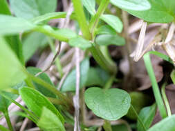 Image of marsh valerian