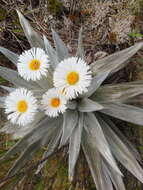 Sivun Celmisia semicordata subsp. stricta kuva