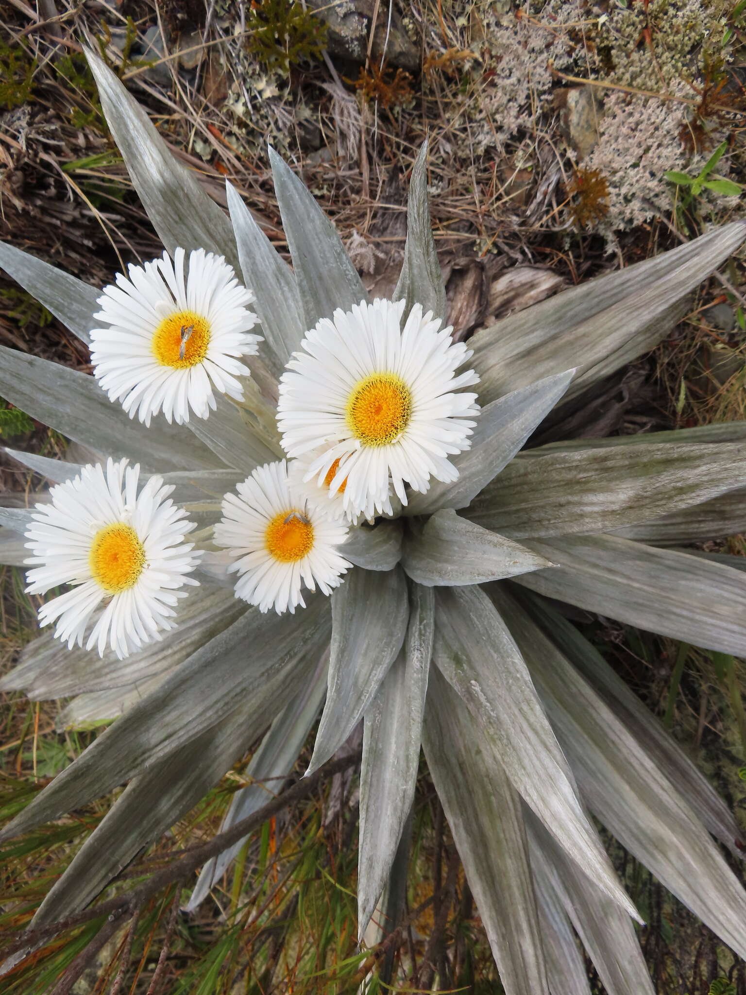 Sivun Celmisia semicordata subsp. stricta kuva