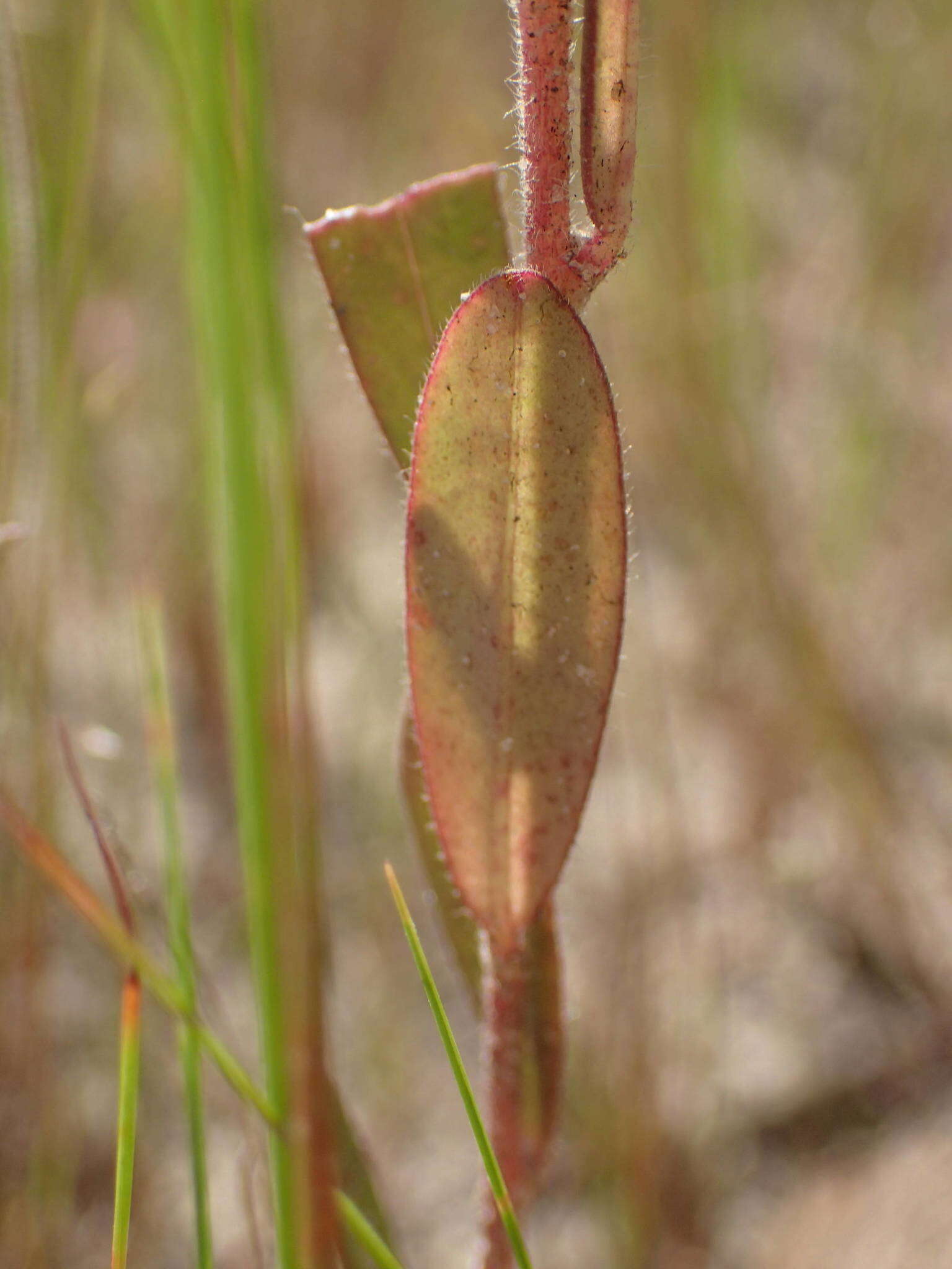 Polygala arenaria Willd.的圖片