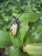 Image of Stictoleptura (Aredolpona) rubra (Linné 1758)