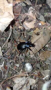 Image of Carabus (Oreocarabus) luetgensi Beuthin 1886