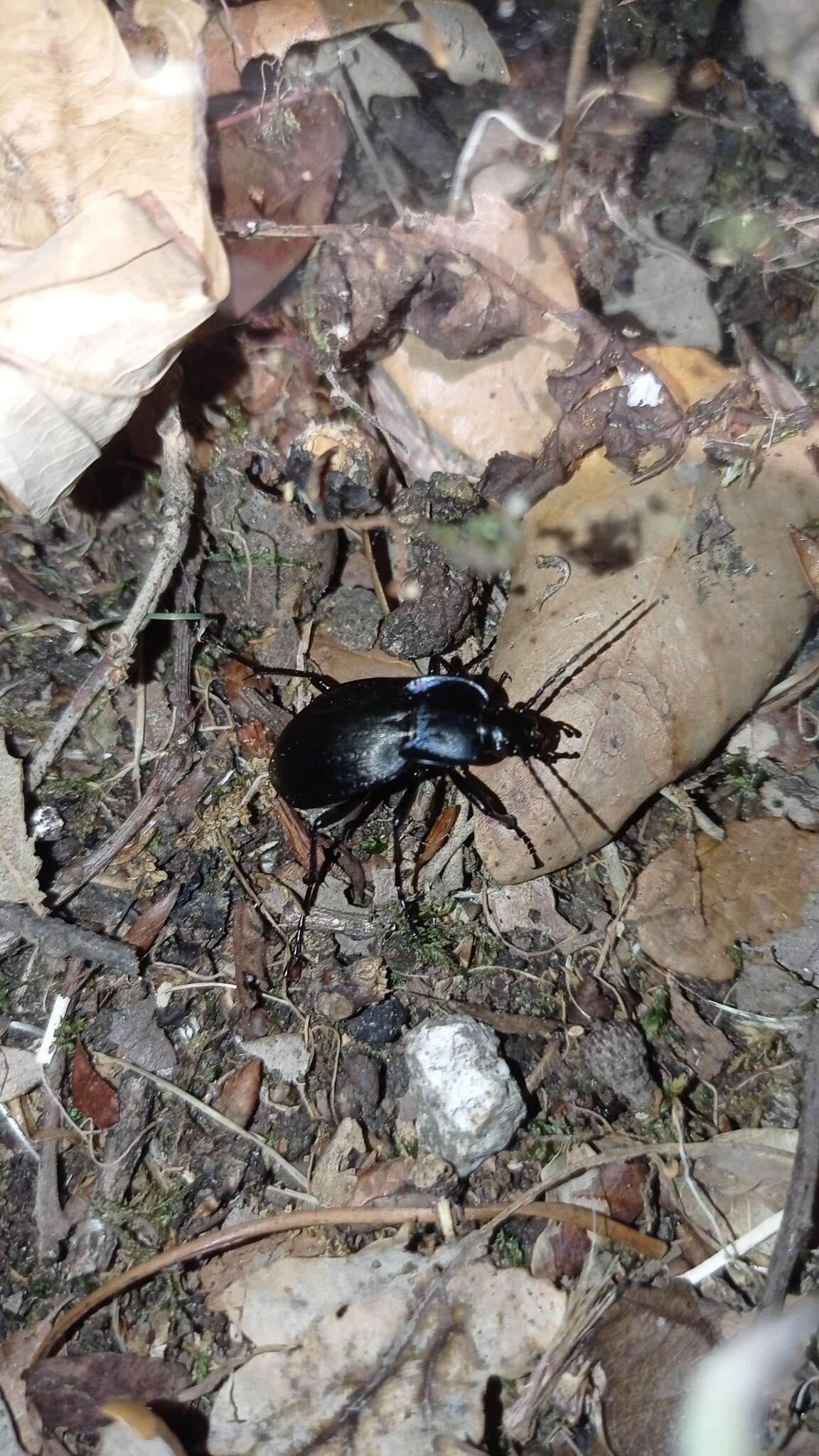 Слика од Carabus (Oreocarabus) luetgensi luetgensi Beuthin 1886