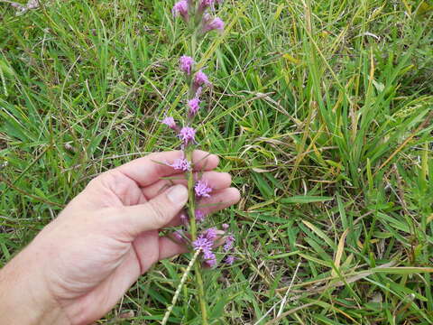 Слика од Liatris bracteata Gaiser