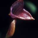 Image of Masdevallia angulifera Rchb. fil. ex Kraenzl.