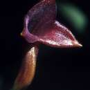 Masdevallia angulifera Rchb. fil. ex Kraenzl.的圖片