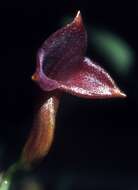 Image of Masdevallia angulifera Rchb. fil. ex Kraenzl.