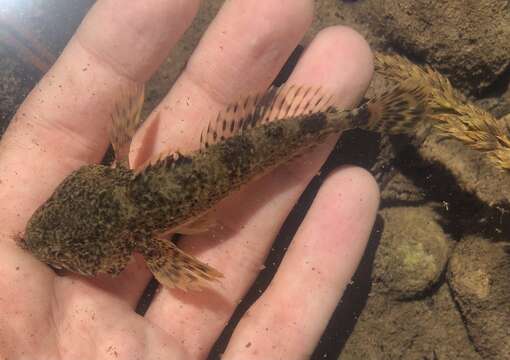 Image of Columbia sculpin