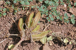 Imagem de Astragalus holmgreniorum R. C. Barneby