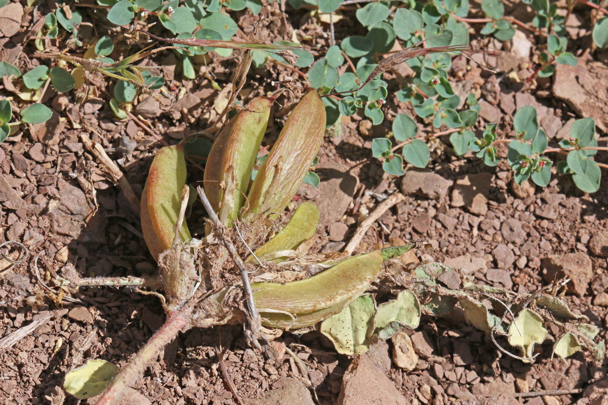 Image of Paradox milkvetch