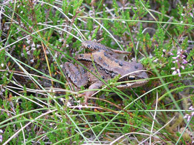 Image of Common frog