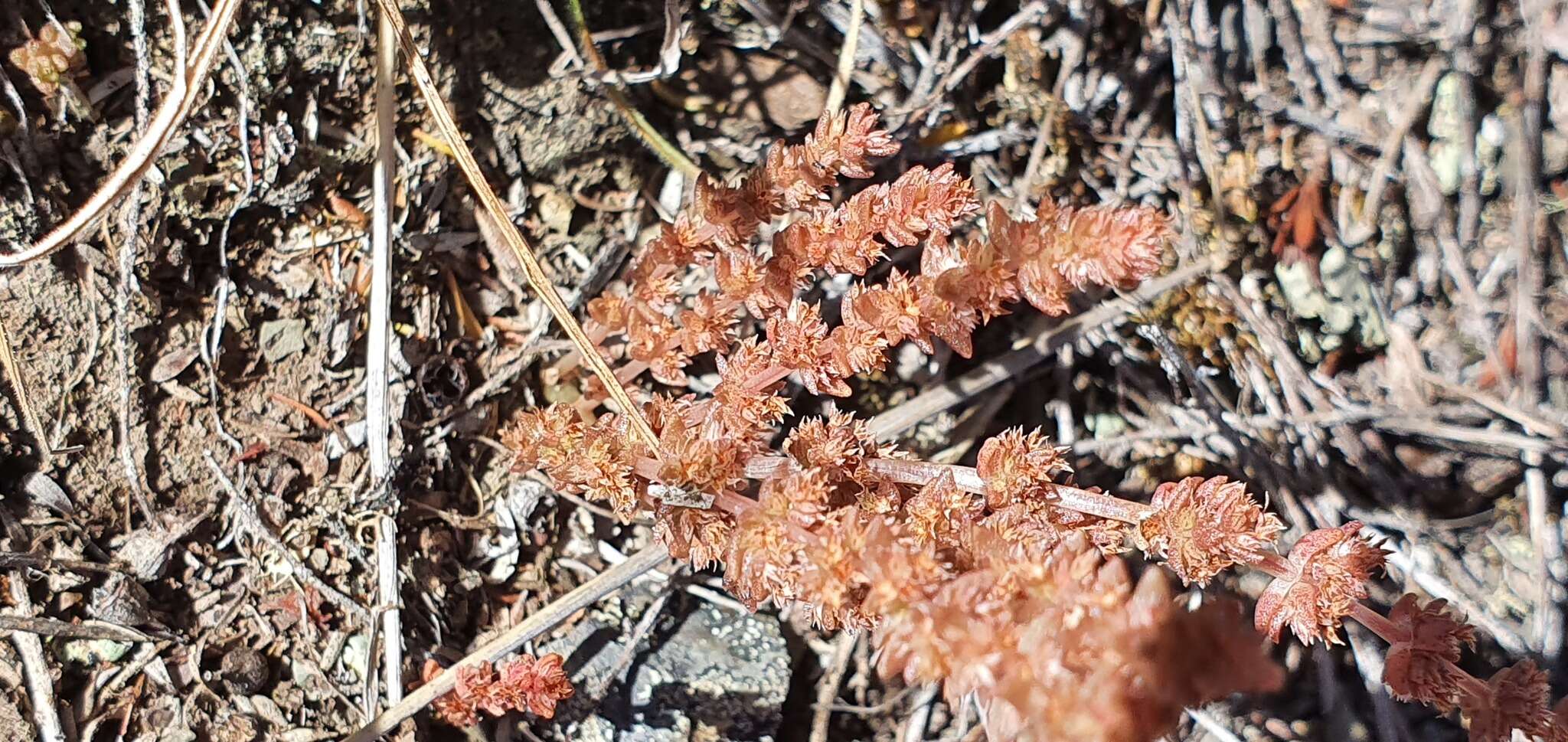 Image of Pygmyweed