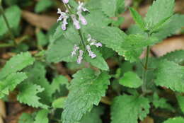 Stachys geobombycis C. Y. Wu resmi